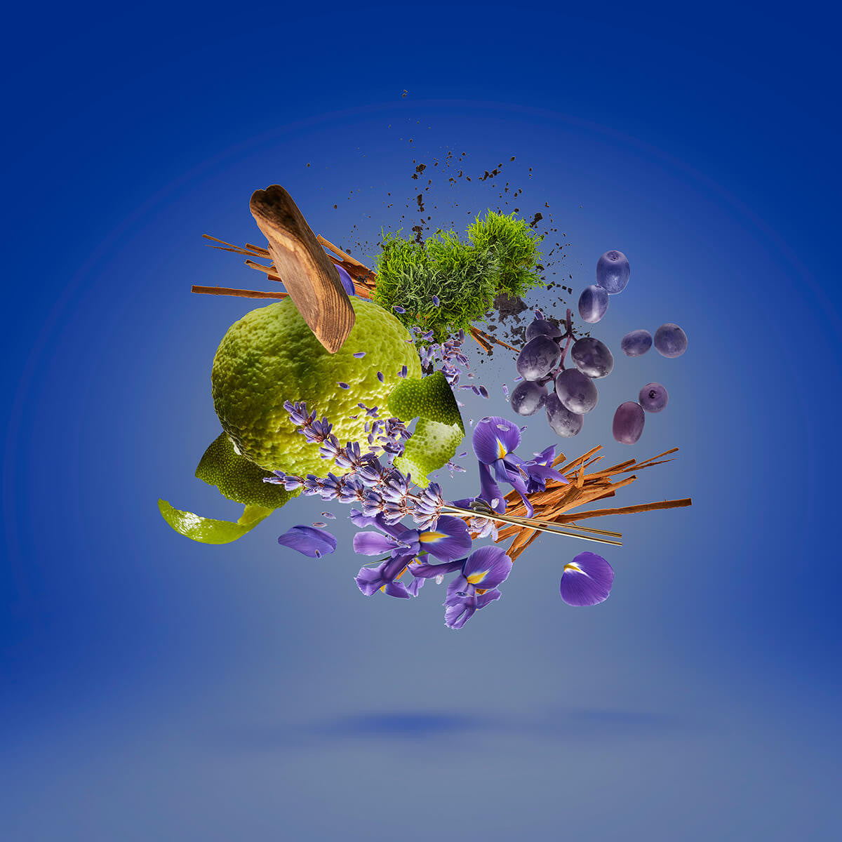 Mefisto Casamorati by XERJOFF