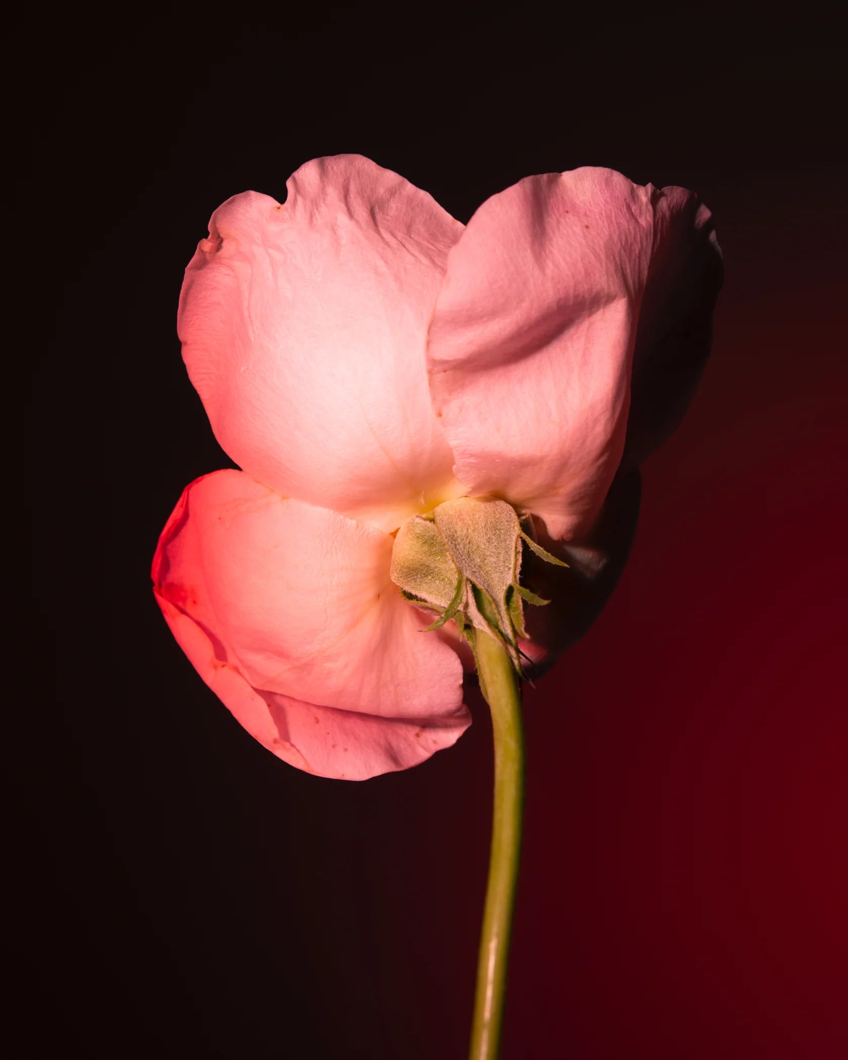 bdk tobacco rose BDK Parfums Tabac Rose Eau de Parfum bdk tobacco rose BDK Parfums Tabac Rose Eau de Parfum