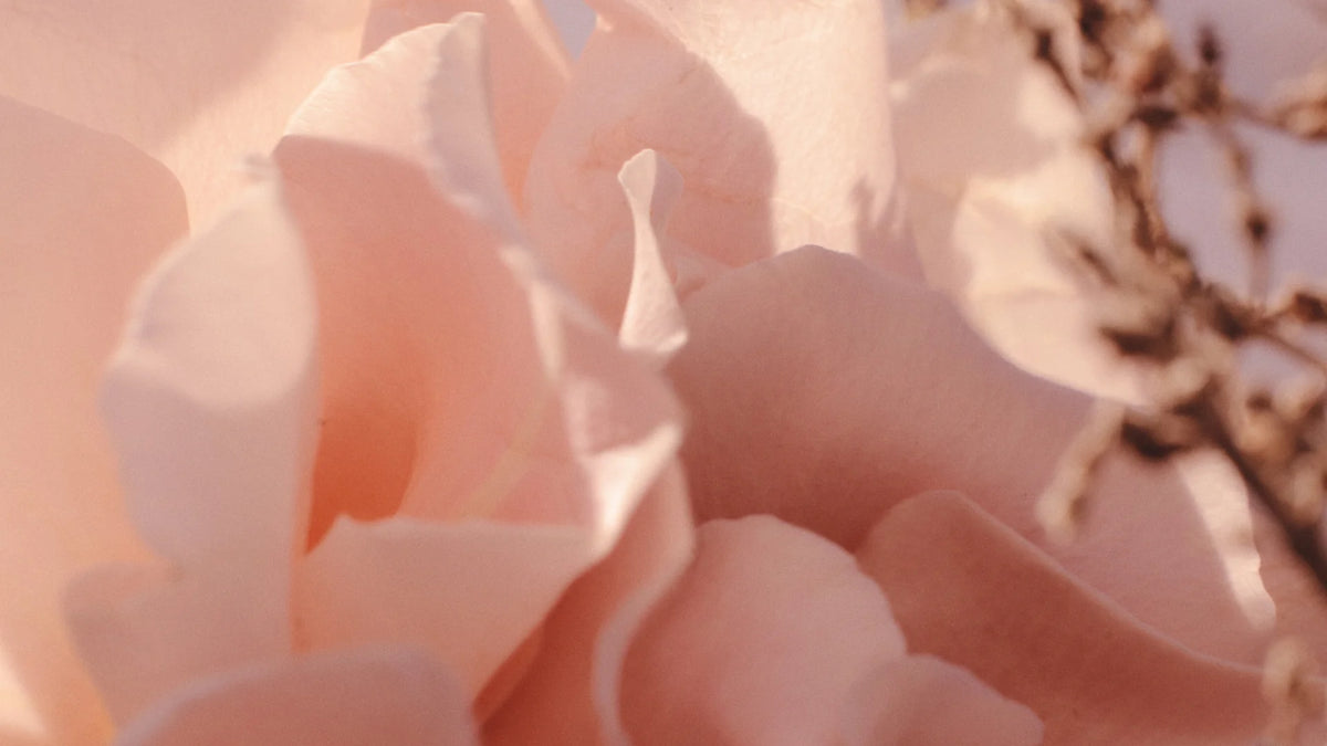 Rose Magnitude by Goldfield & Banks